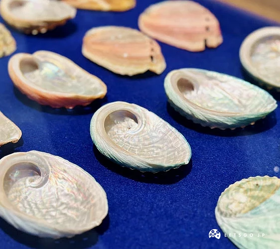 展示櫃內列的形色各異優美的貝殼