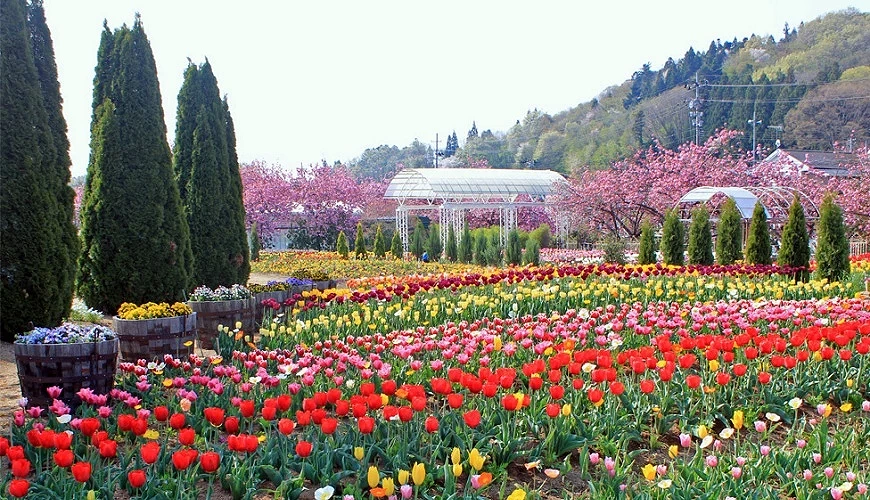 大片鬱金香盛開