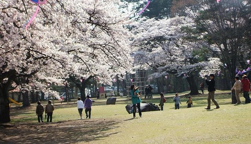 櫻花盛開的黑磯公園