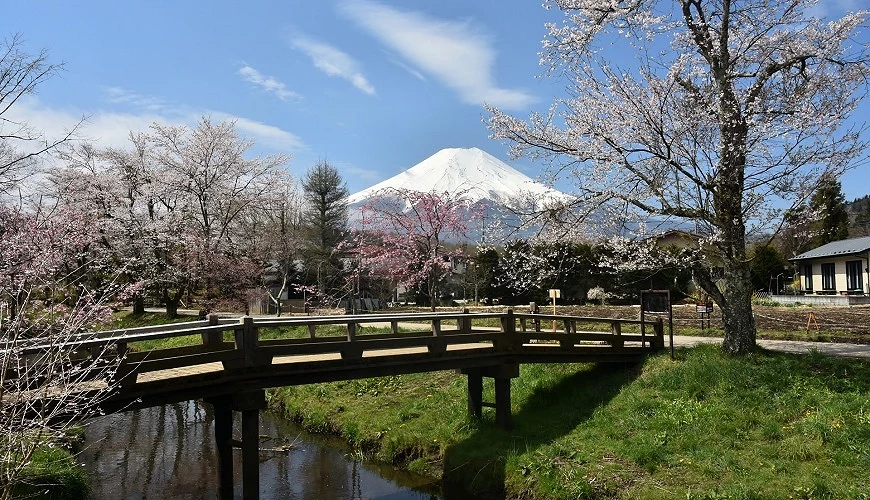 忍野八海春天的櫻花與木橋與富士山