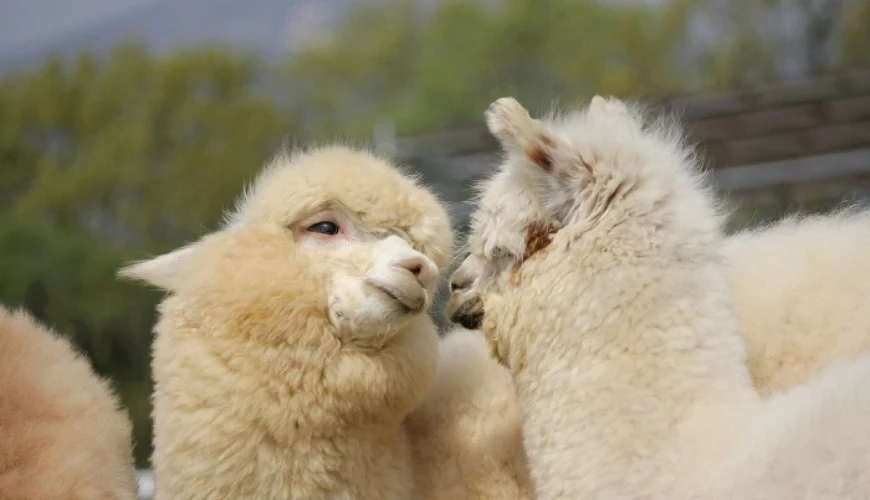 兩隻對望的羊駝