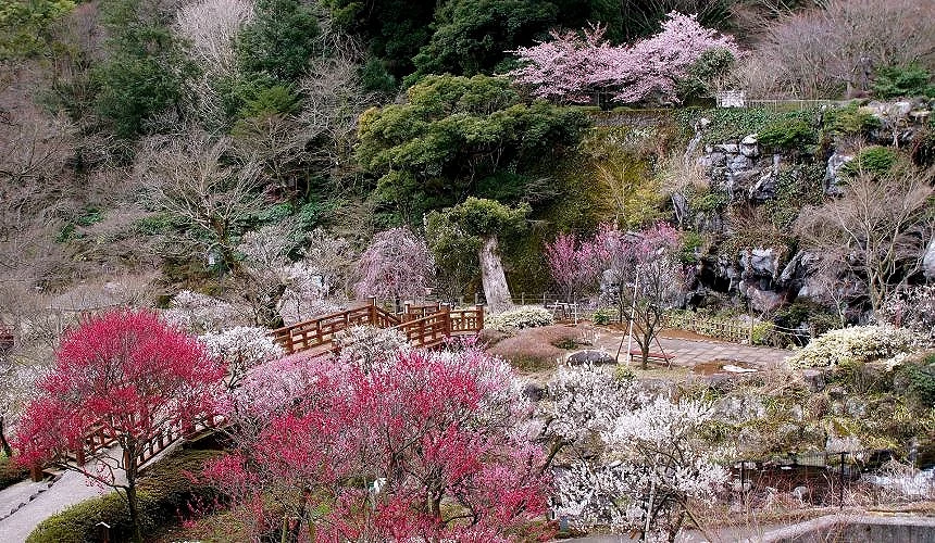 梅花盛開的熱海梅園與木橋景觀