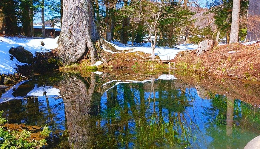 忍野八海的底抜池,池水清澈見底