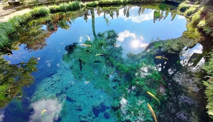 錦鯉在清澈湧池內悠游