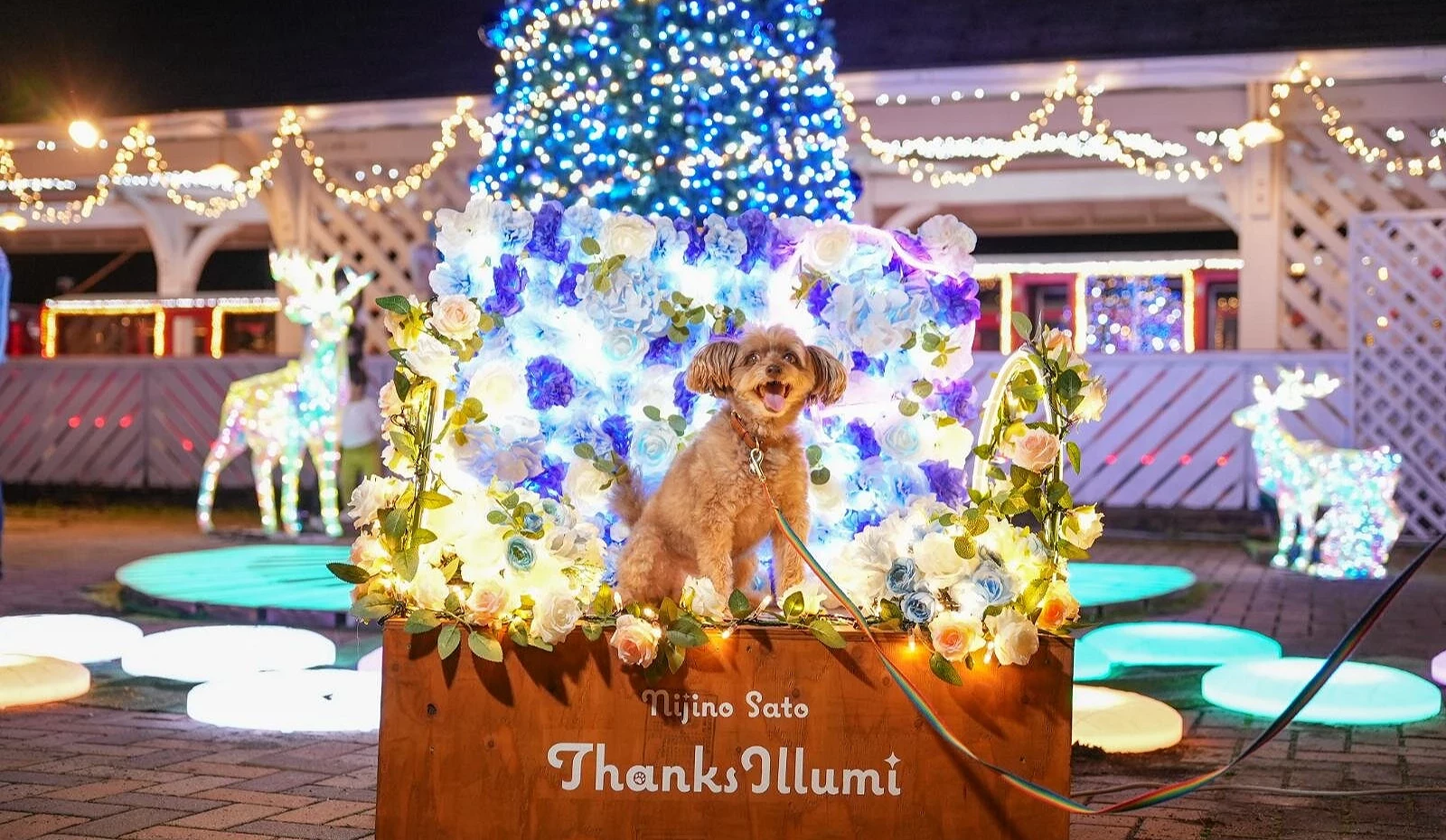 夜晚的虹之乡园区里,一只可爱的狗狗坐在灯饰花框中合影,背景有蓝色圣诞树与发光麋鹿