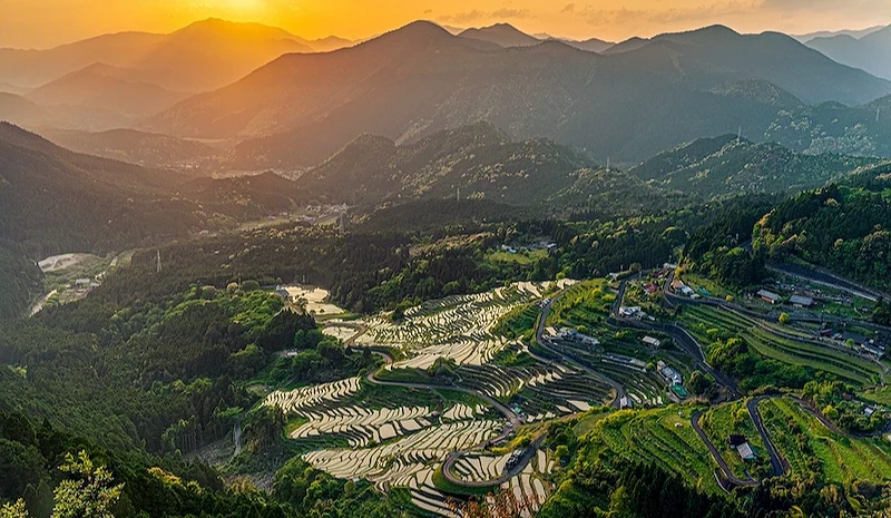 夕阳下的丸山千枚田