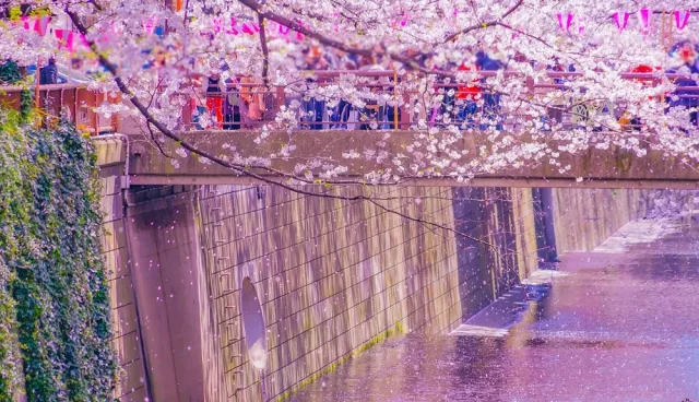 东京中目黑赏樱别错过！文青风文具店、酒吧、赏樱餐厅一次打包