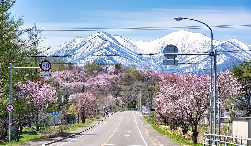 清水公園的櫻花