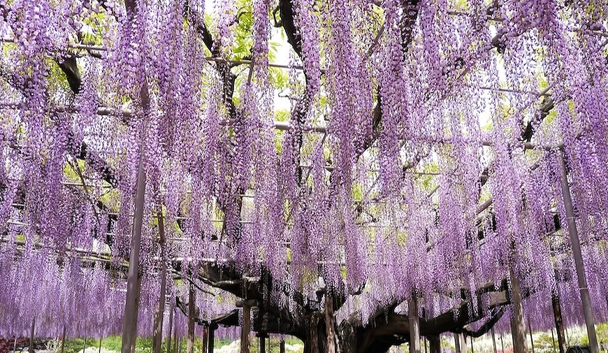 足利花卉公園的紫藤花