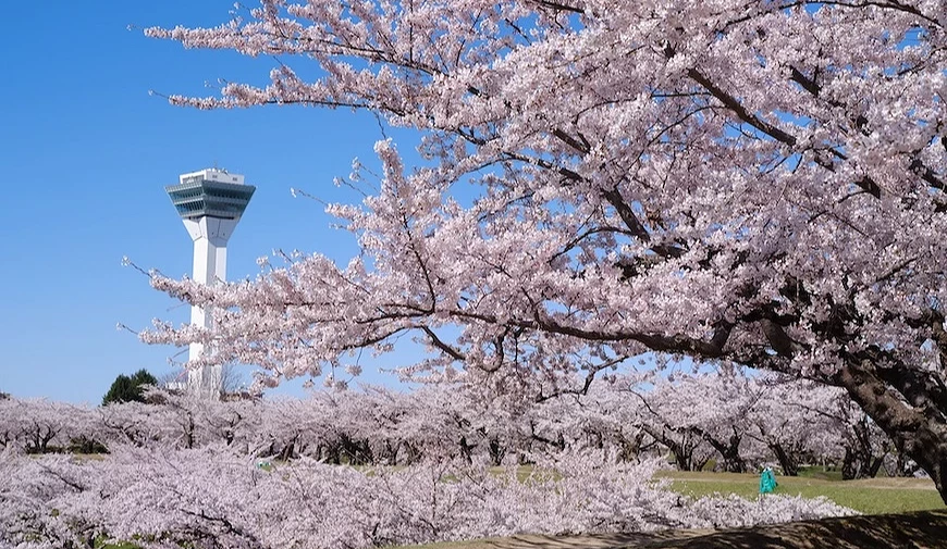 五稜郭塔與櫻花