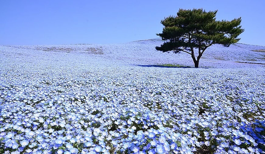 國營常陸海濱公園 整片粉藍的粉蝶花海