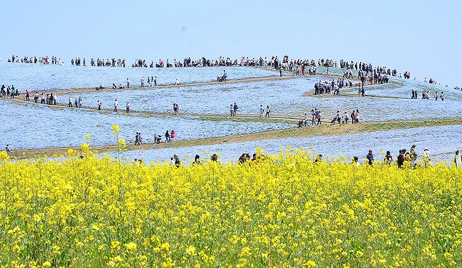 國營常陸海濱公園 除了粉蝶花還有其他花也同時盛開