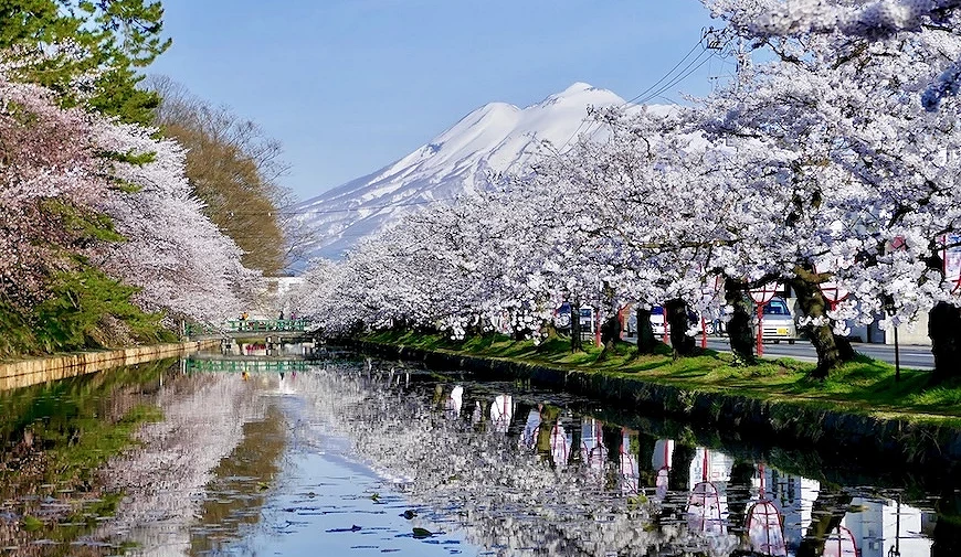 弘前公園的櫻花並木