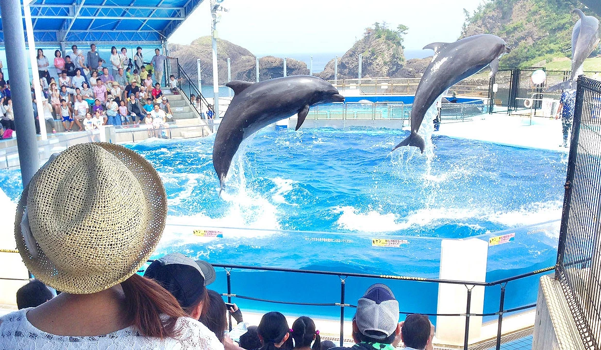 越前松岛水族馆