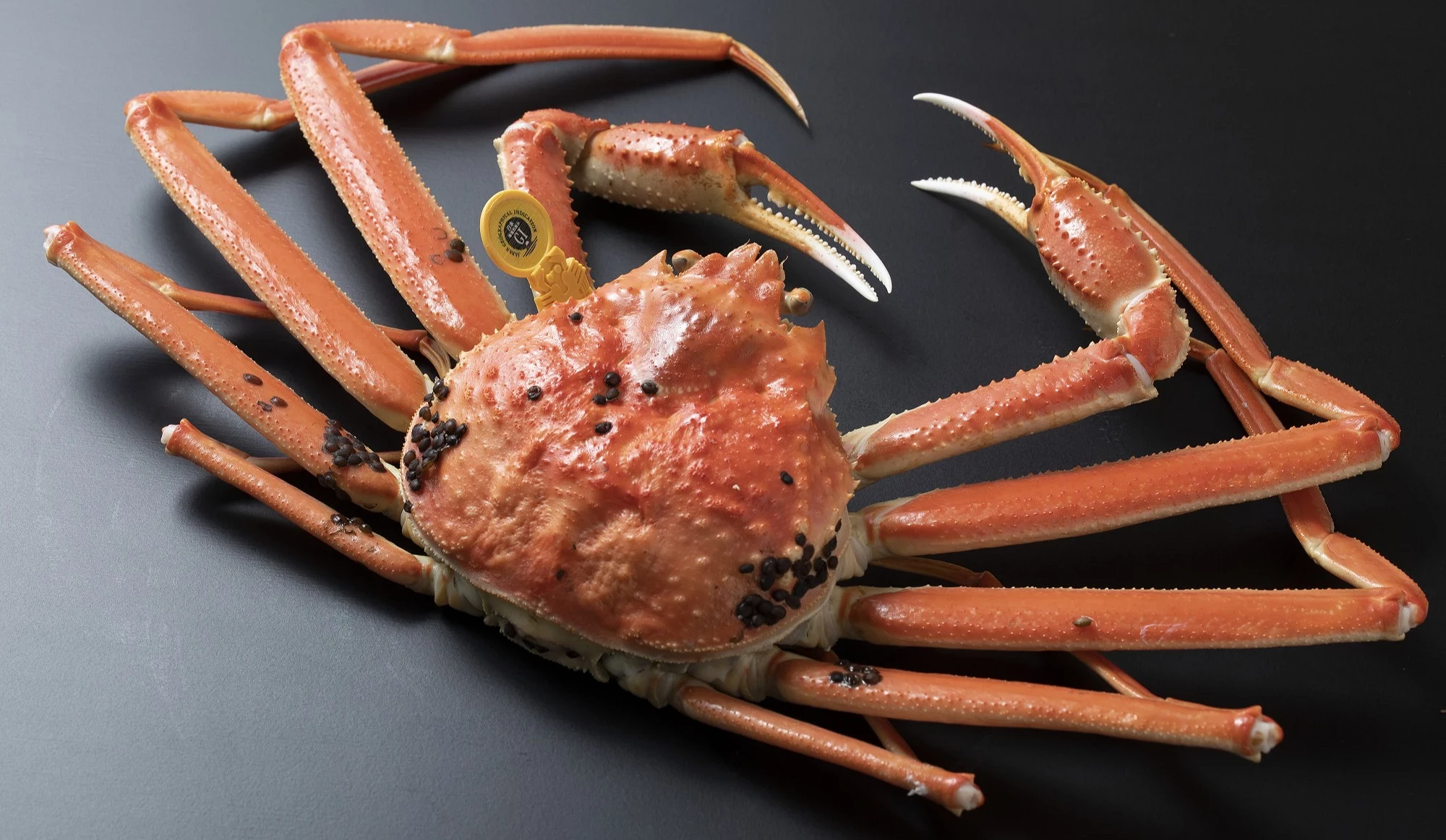 有黄色标签的越前蟹