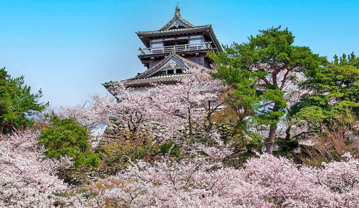 丸冈城的春季樱花