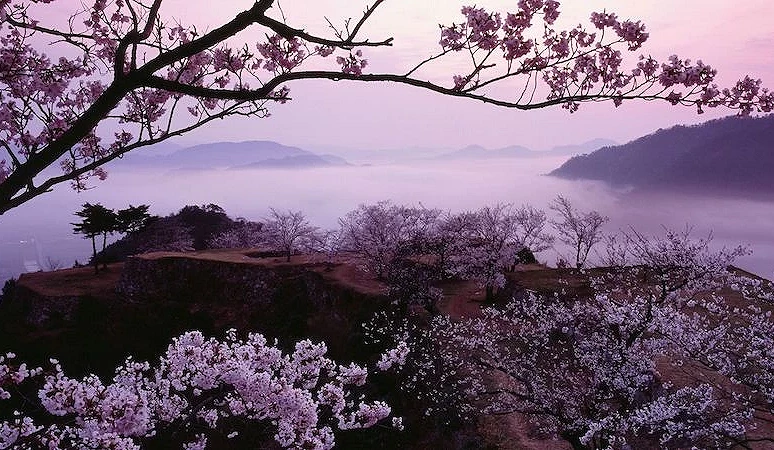 樱花盛开与云海缭绕的竹田城迹