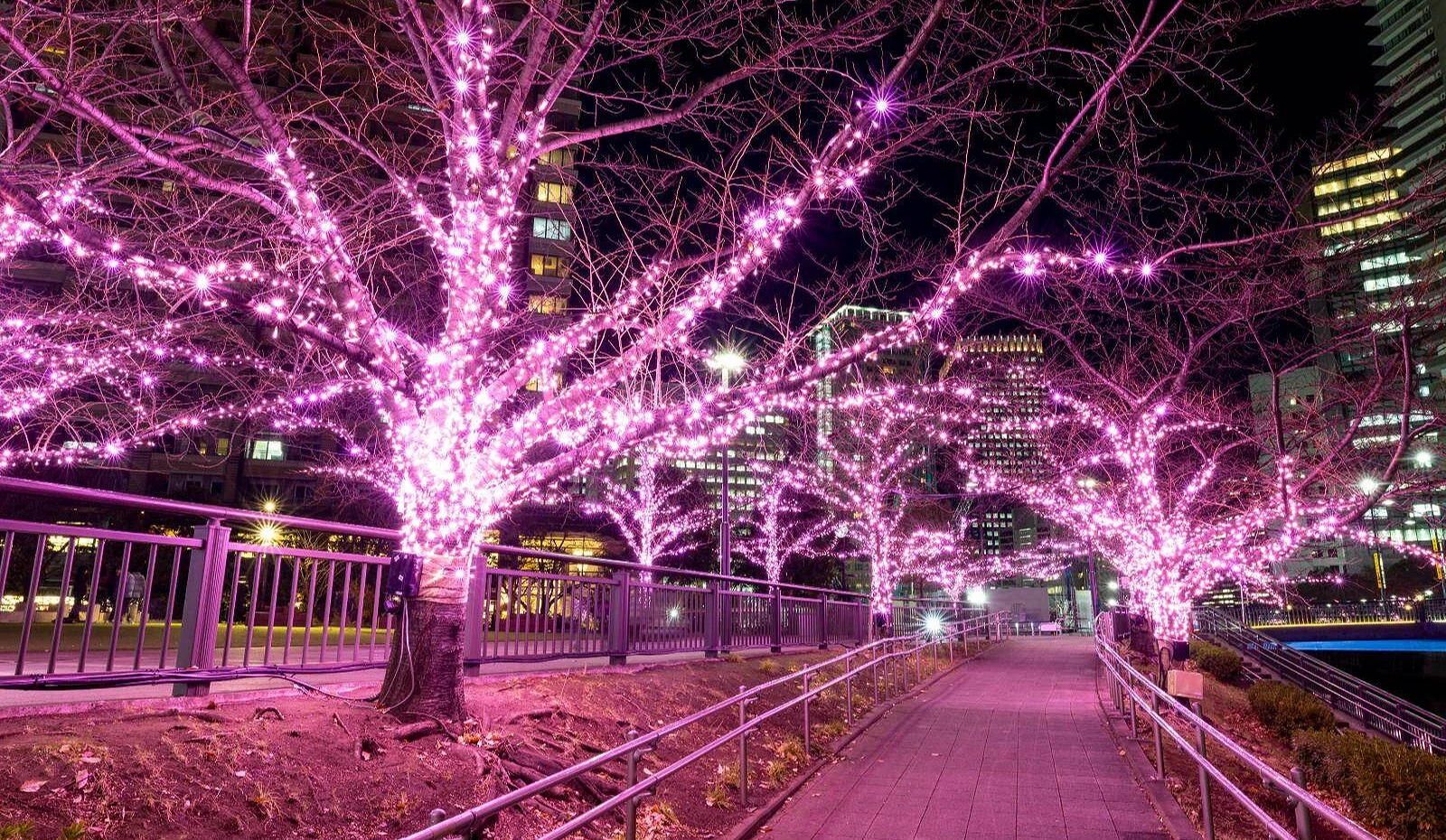 夜晚,装饰满粉红色灯泡的路树下,有一条小路
