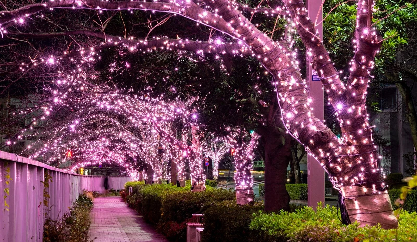 夜晚,装饰满粉红色灯泡的路树下,有一条小路