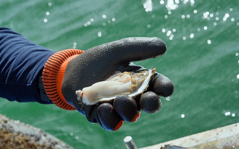 手套手掌托著剛剝開的牡蠣