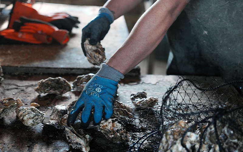 戴著藍色手套的手正在處理牡蠣,一旁有漁網