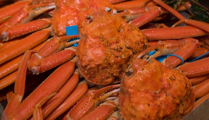 掛上藍色標籤的加能蟹