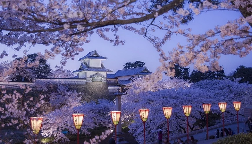 春夜櫻花滿開的金澤城公園
