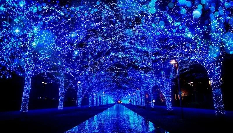 装饰了满满蓝色灯泡的树,中间水池映出倒影