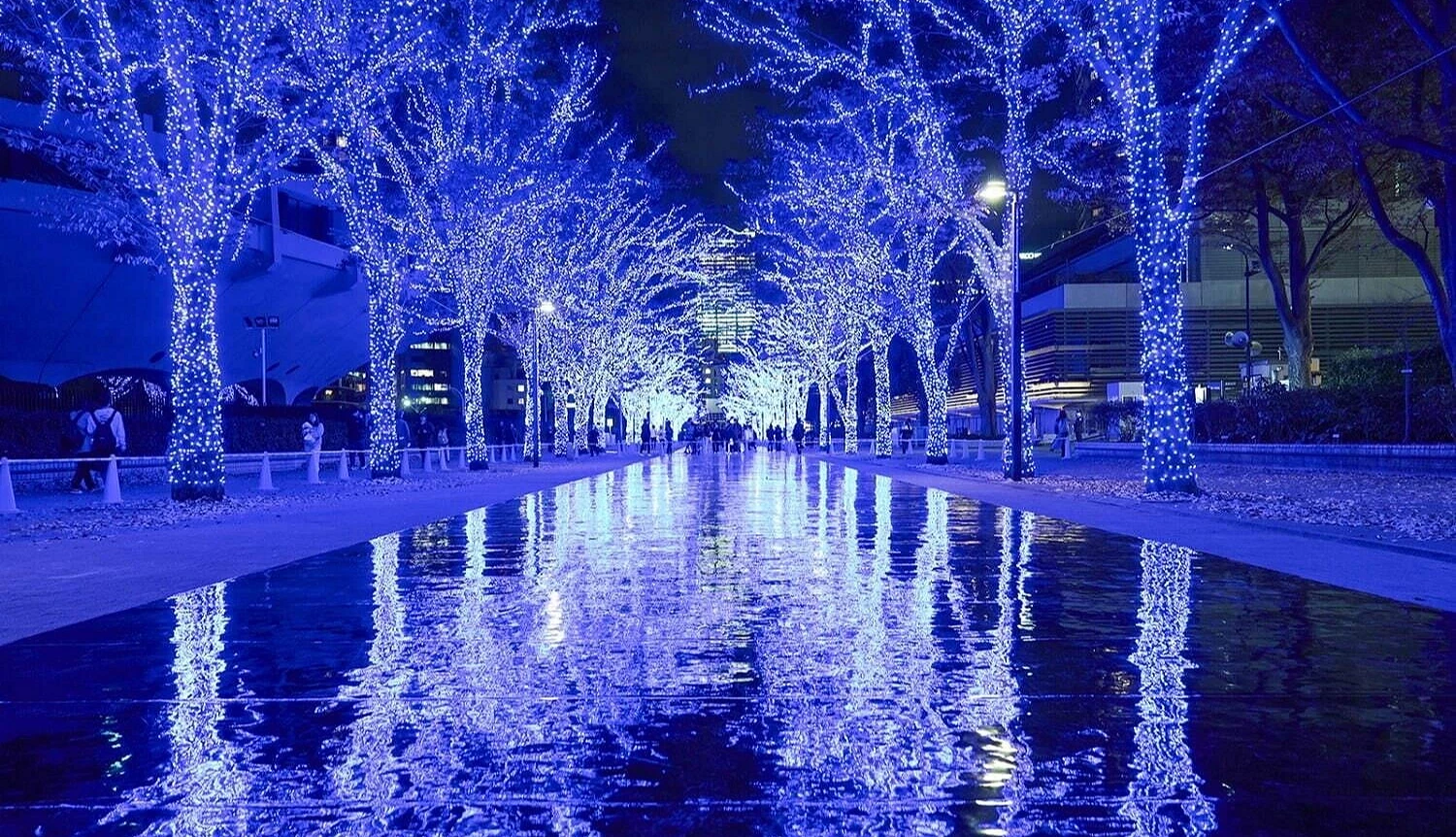 装饰了满满蓝色与白色灯泡的树,中间水池映出倒影