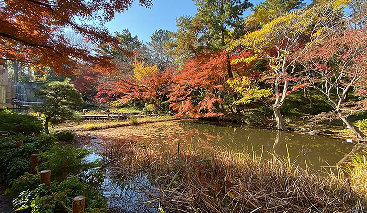 御殿山庭園的紅葉