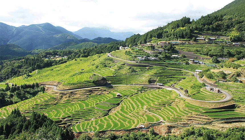 丸山千枚田的绿色梯田全景