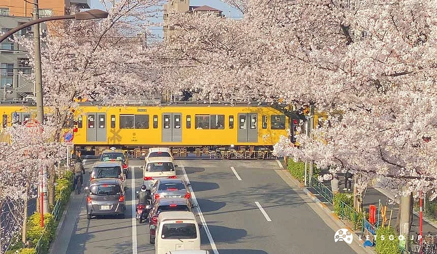 行駛中的黃色電車及道路兩旁盛開的櫻花