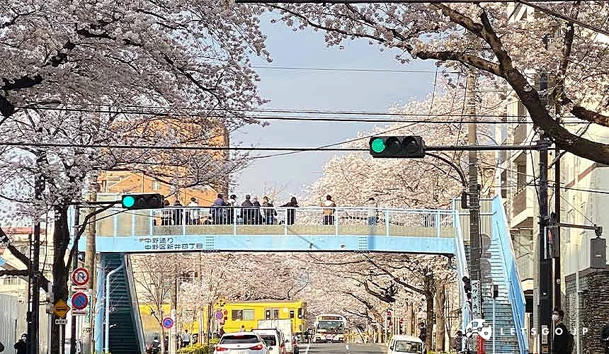 藍色天橋及道路兩旁盛開的櫻花