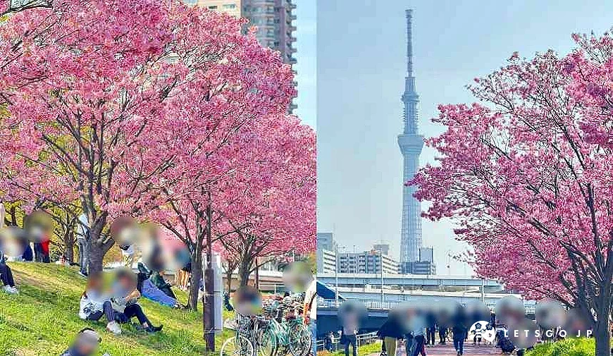 (左圖)有人坐在盛開的櫻花樹下(右圖)晴空塔及盛開的櫻花樹