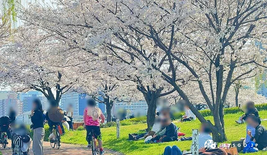 盛開的櫻花樹下有人在野餐、騎腳踏車