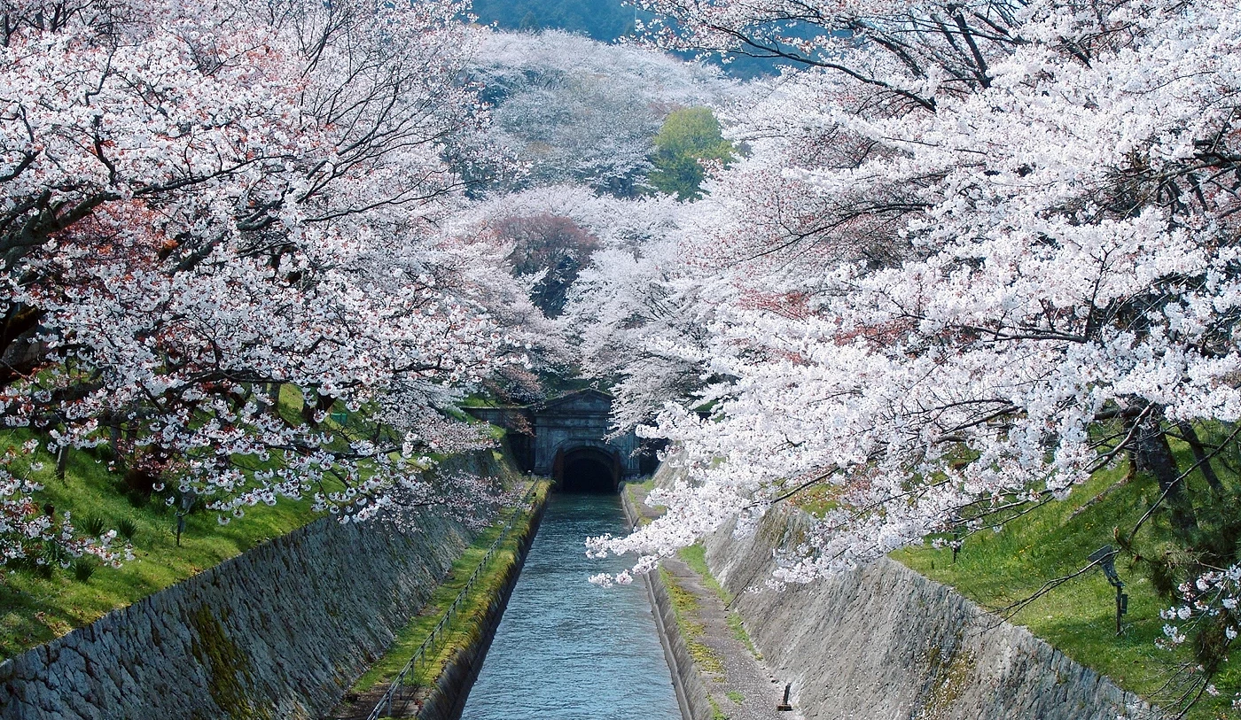水道两侧满开粉色樱花