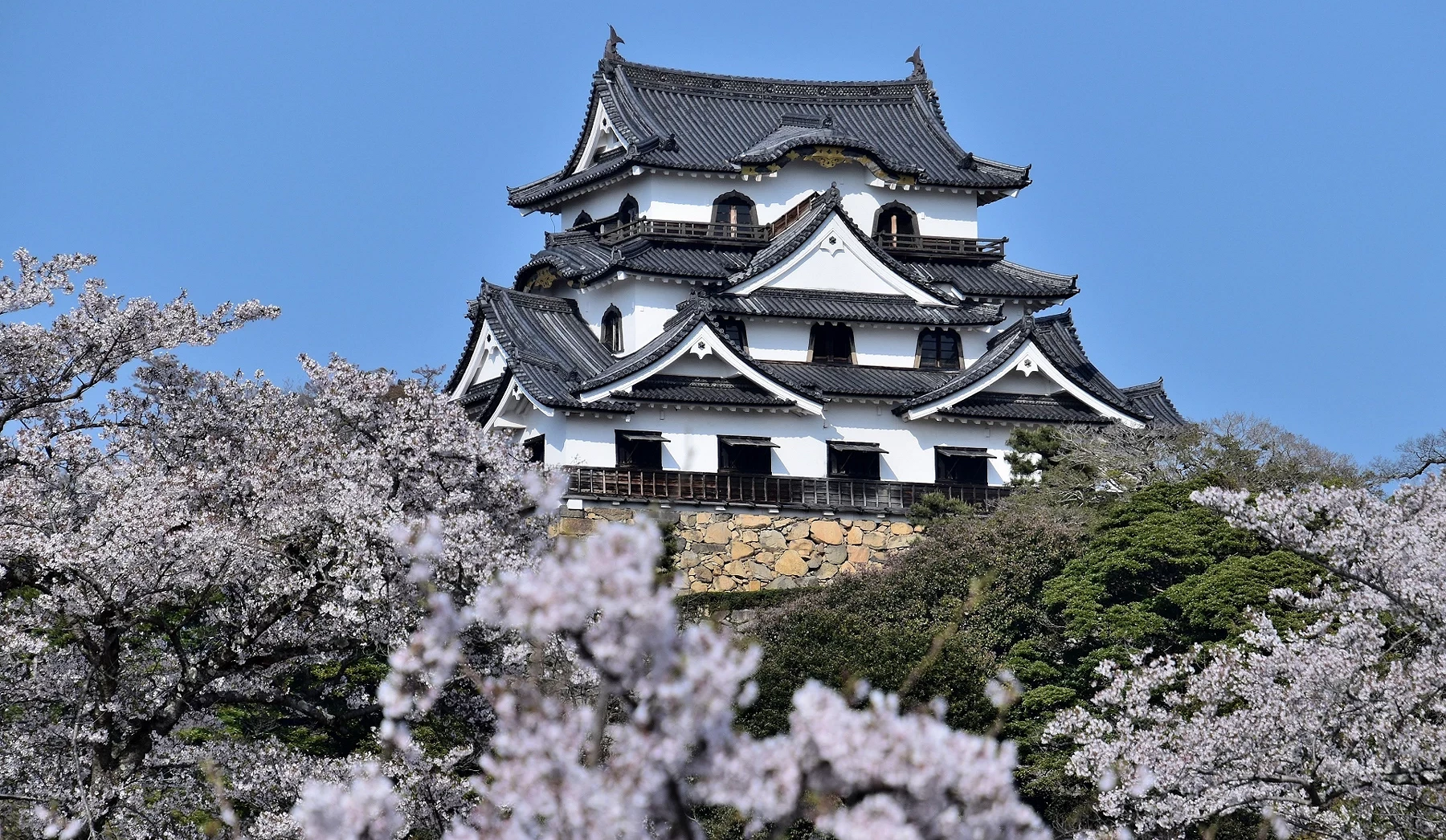 彦根城天守阁高高在上,下面是樱花风景