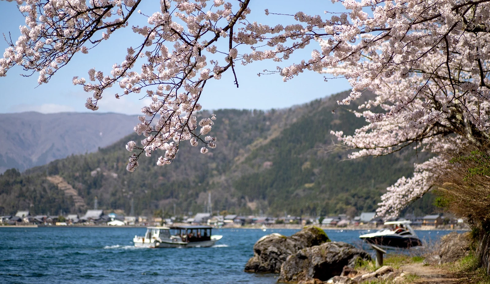 樱花、琵琶湖、船只、礁岩及远方山脉