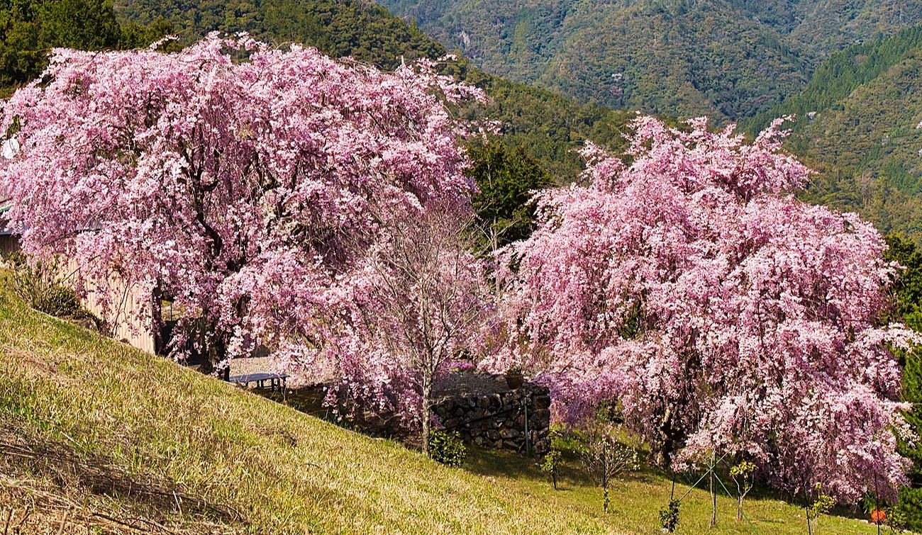 坡地上有两株巨大粉色盛放樱花