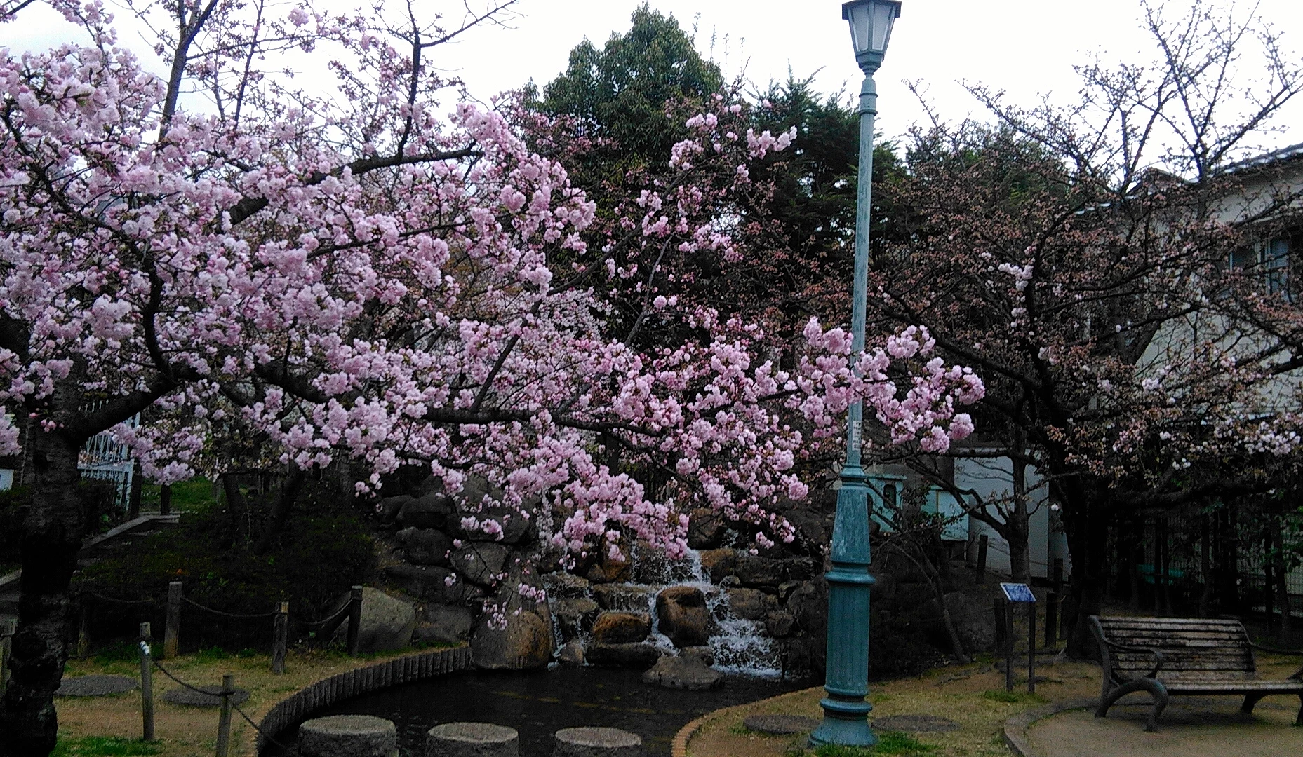 公园一隅与一颗粉色的樱花树