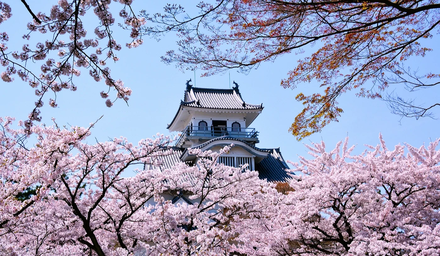 从樱花中看见远处的长滨城天守阁