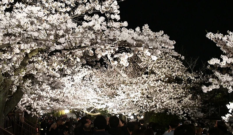 夜晚的灯照在樱花上