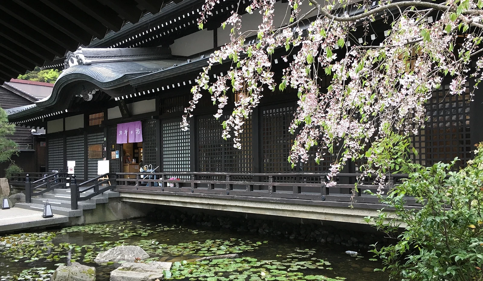 日式温泉旅馆外观与樱花树
