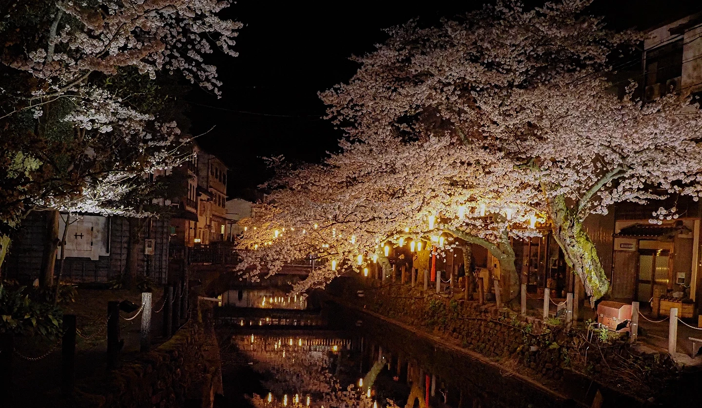 夜晚的城崎温泉街上点亮整排樱花