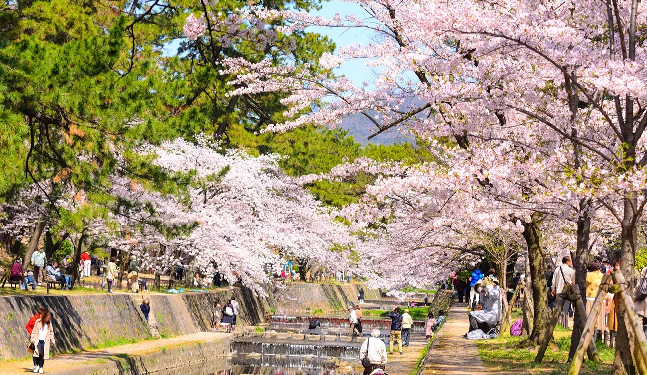 许多游客走在夙川公园的河岸两旁欣赏樱花