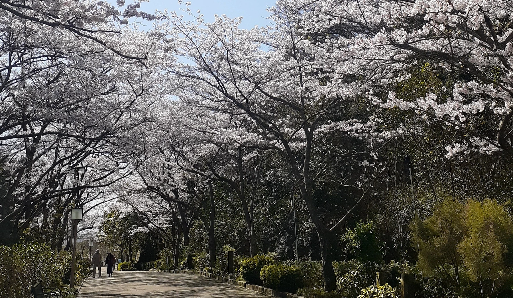 7分绽放的樱花,形成樱花隧道