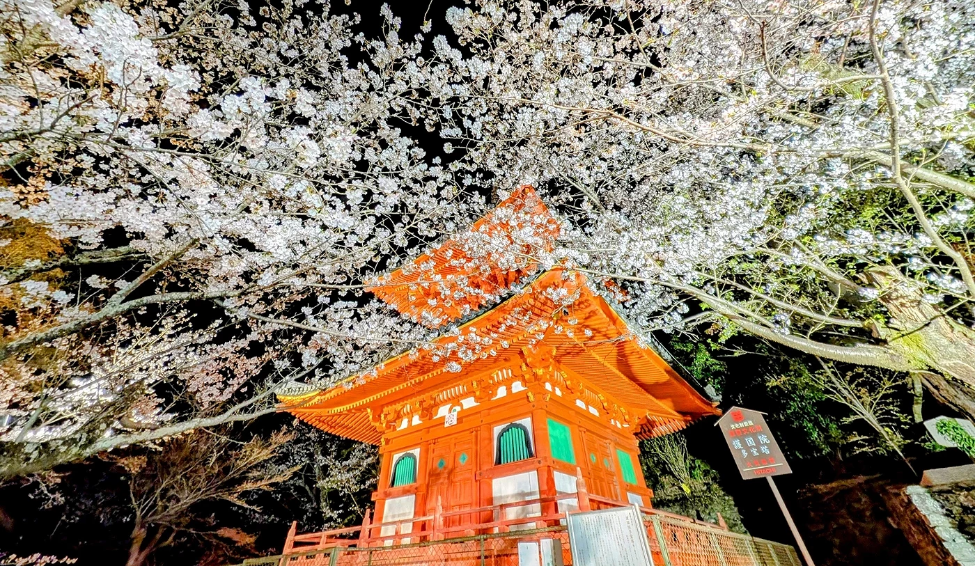 夜间灯光照在樱花与三重塔上