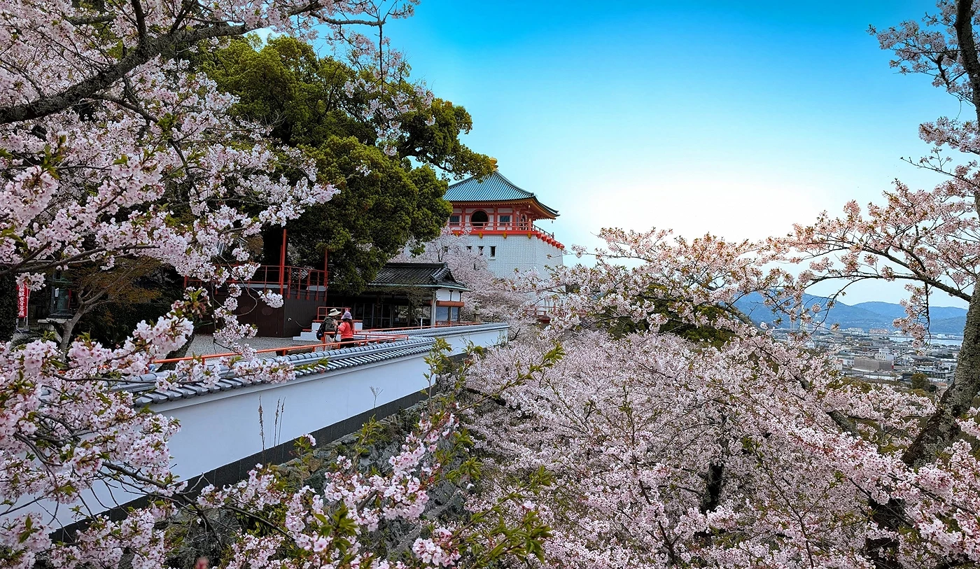 纪三井寺周围外墙旁的樱花