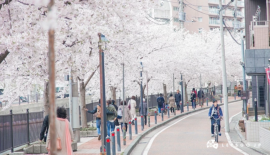 街道邊盛開的櫻花及行人