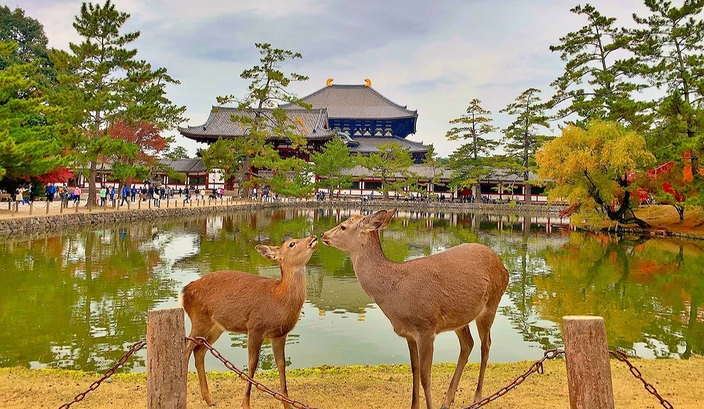 两只在亲亲的鹿和东大寺